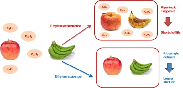 ACTIVE PACKAGING AND LONGER SHELF LIFE