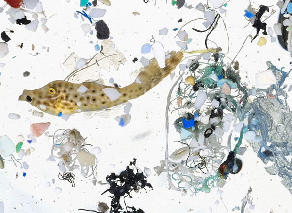 A Deep Dive Into Microplastics : Impact On Marine Environment