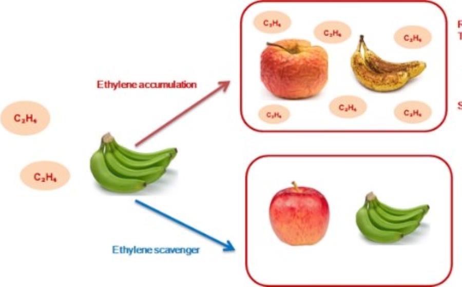 ACTIVE PACKAGING AND LONGER SHELF LIFE ACTIVE PACKAGING AND LONGER SHELF LIFE