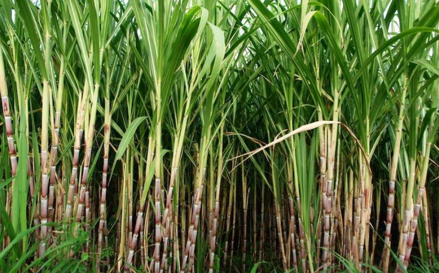BIO BASED POLYMERS AND THE SOURCE OF THEIR RAW MATERIALS