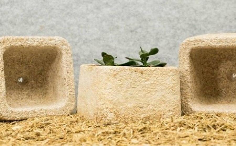 Mushroom packaging