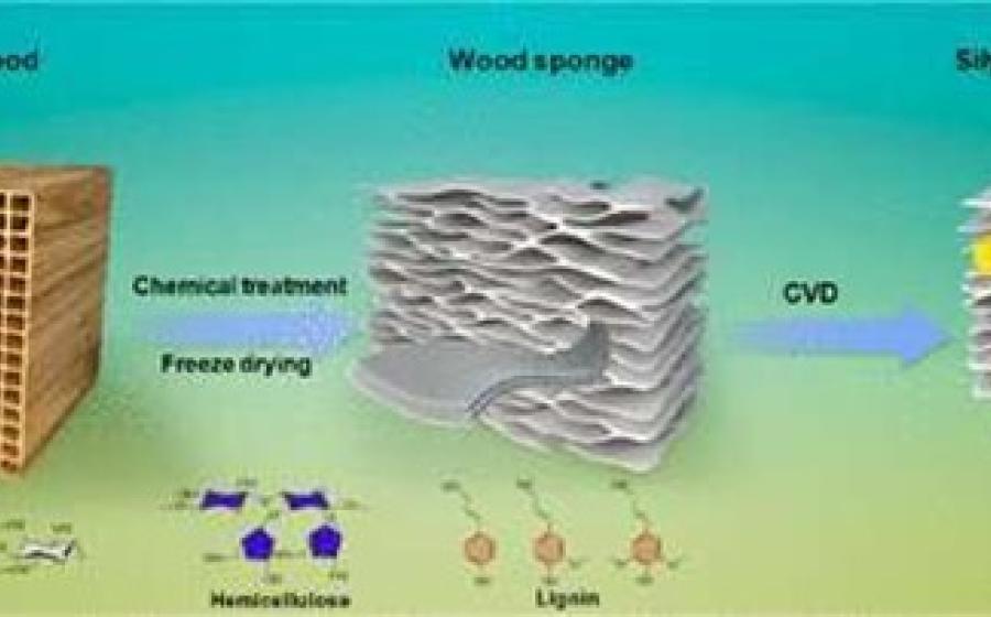 Wood sponge Wood sponge