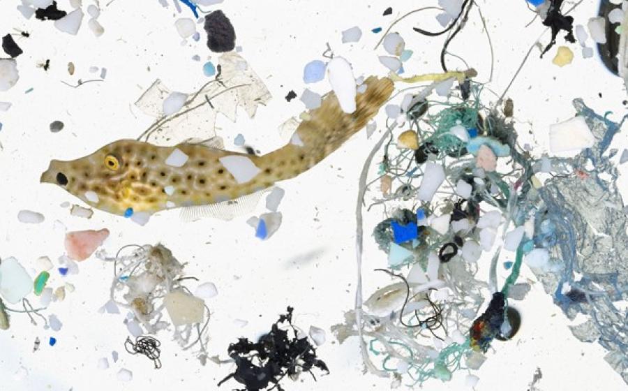 A Deep Dive Into Microplastics : Impact On Marine Environment A Deep Dive Into Microplastics : Impact On Marine Environment