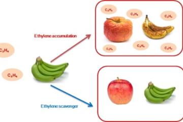 ACTIVE PACKAGING AND LONGER SHELF LIFE