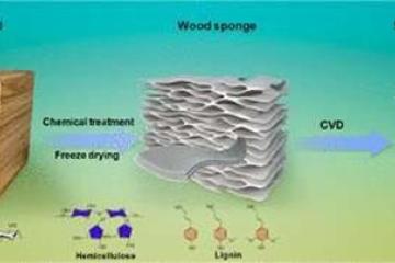 Wood sponge
