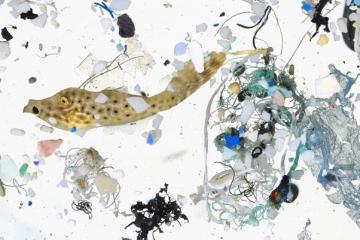 A Deep Dive Into Microplastics : Impact On Marine Environment