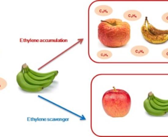 ACTIVE PACKAGING AND LONGER SHELF LIFE