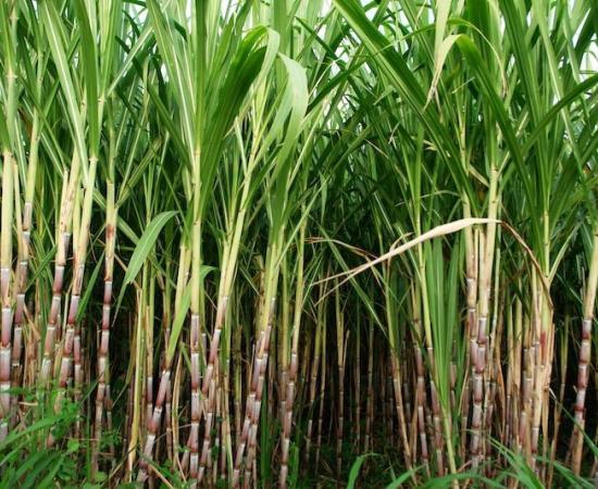 BIO BASED POLYMERS AND THE SOURCE OF THEIR RAW MATERIALS