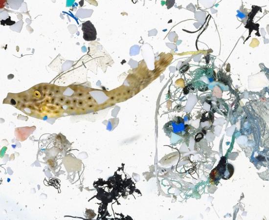 A Deep Dive Into Microplastics : Impact On Marine Environment