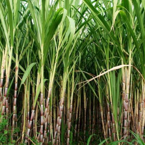 BIO BASED POLYMERS AND THE SOURCE OF THEIR RAW MATERIALS