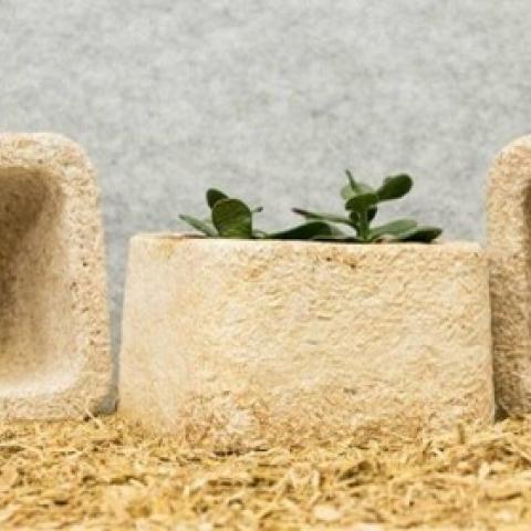 Mushroom packaging
