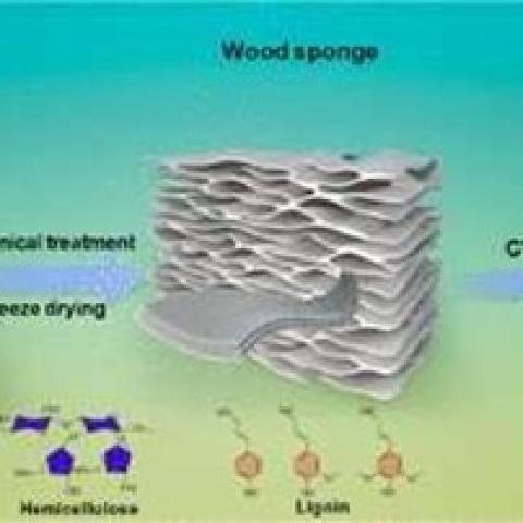 Wood sponge