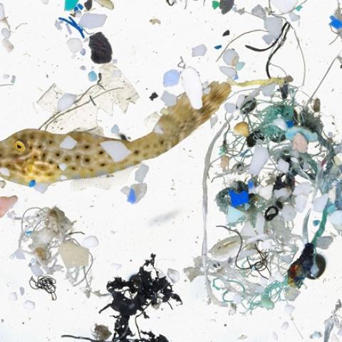 A Deep Dive Into Microplastics : Impact On Marine Environment